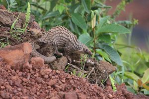 Tree Pangolin. Zoological Society of London photo.