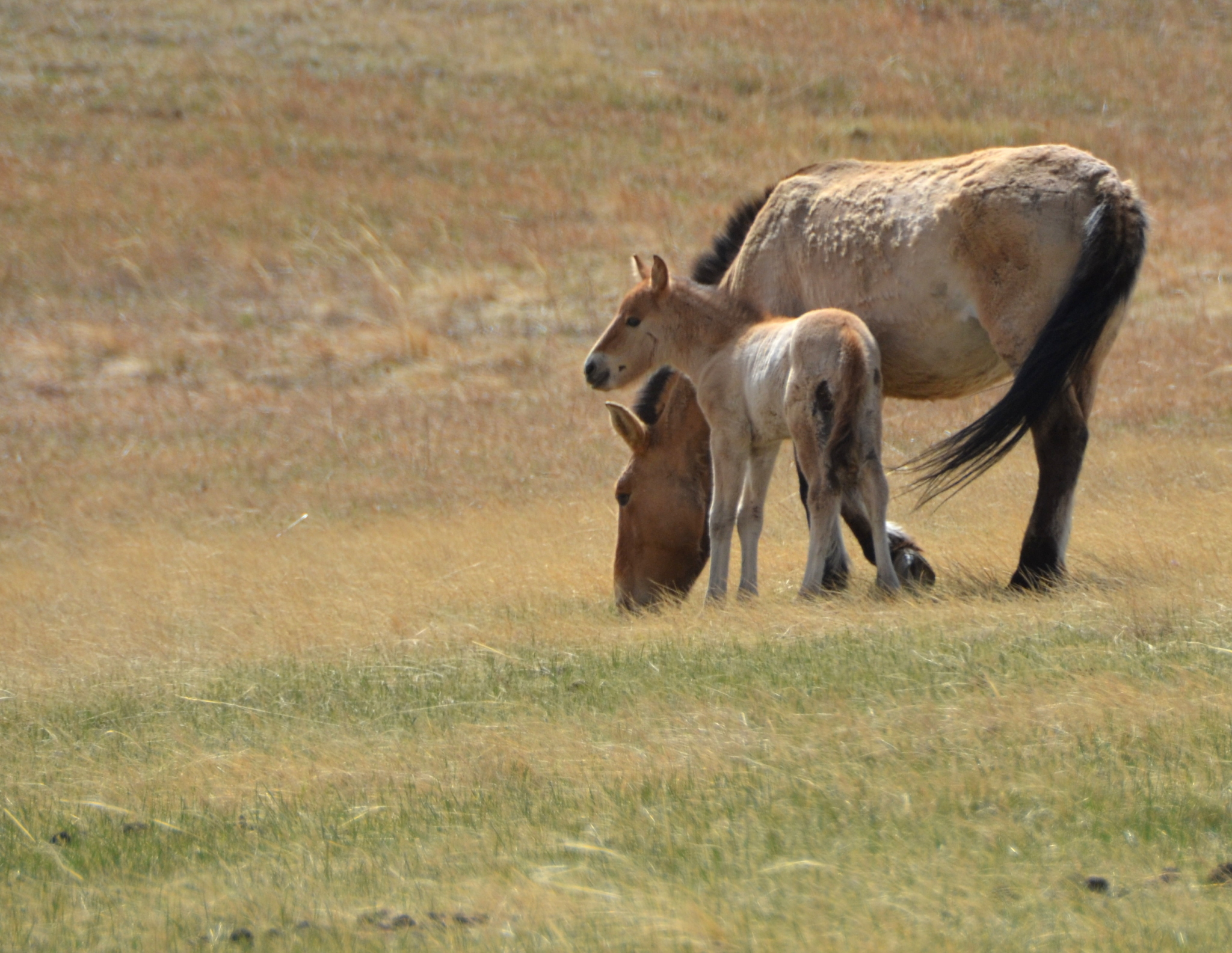 2016 May Hustai NP Mongolia CPague