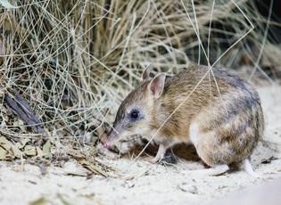 Photo of eastern barred bandicoot. Photo by Zoos Victoria.